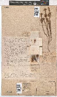 Erica corifolia image