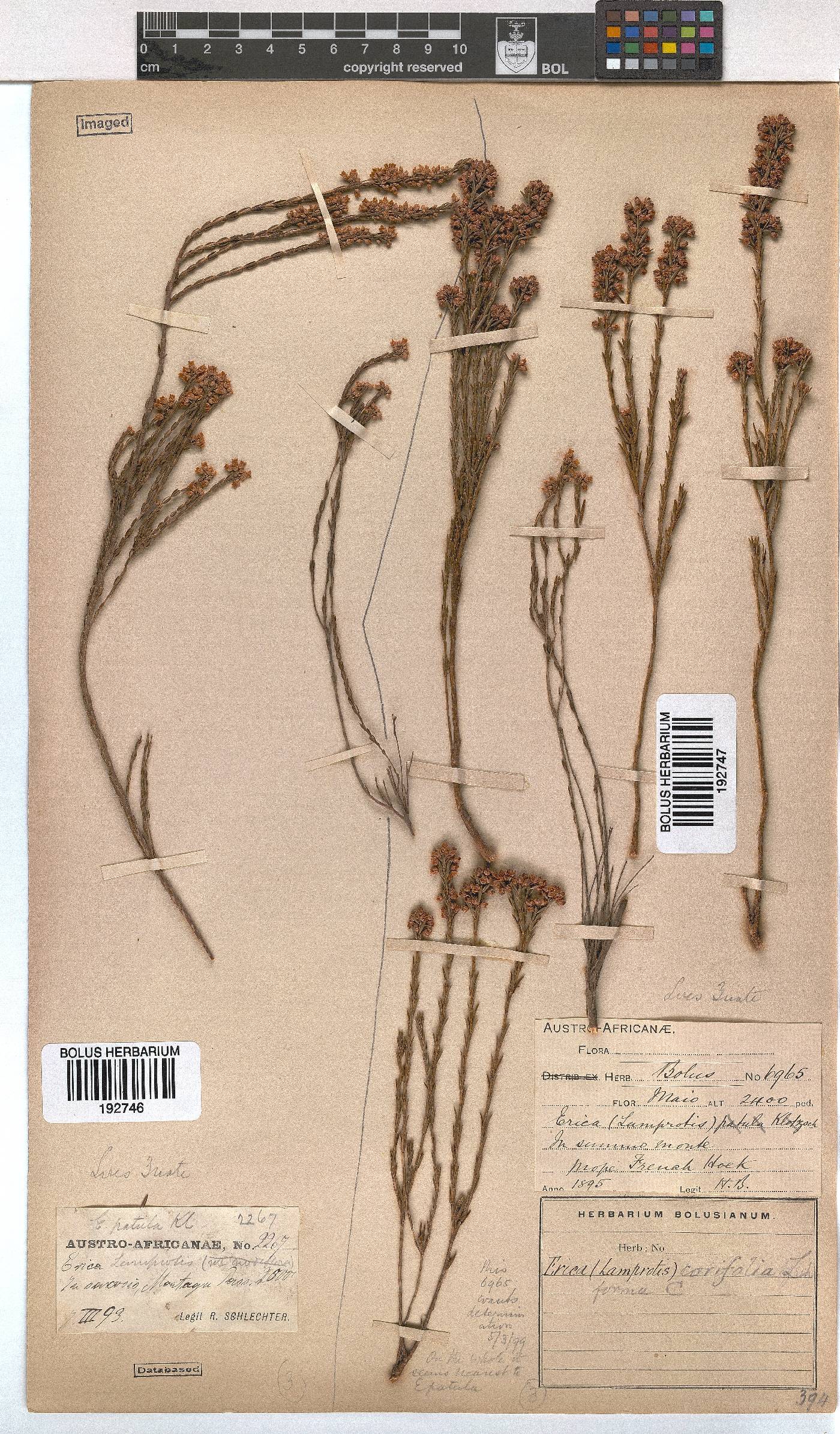 Erica corifolia image