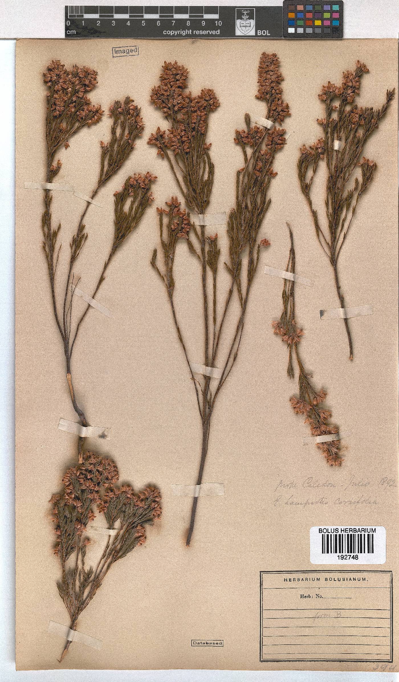 Erica corifolia image