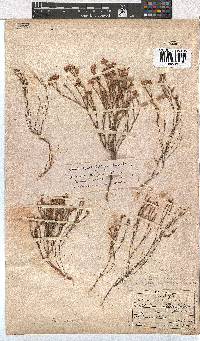 Erica corifolia image