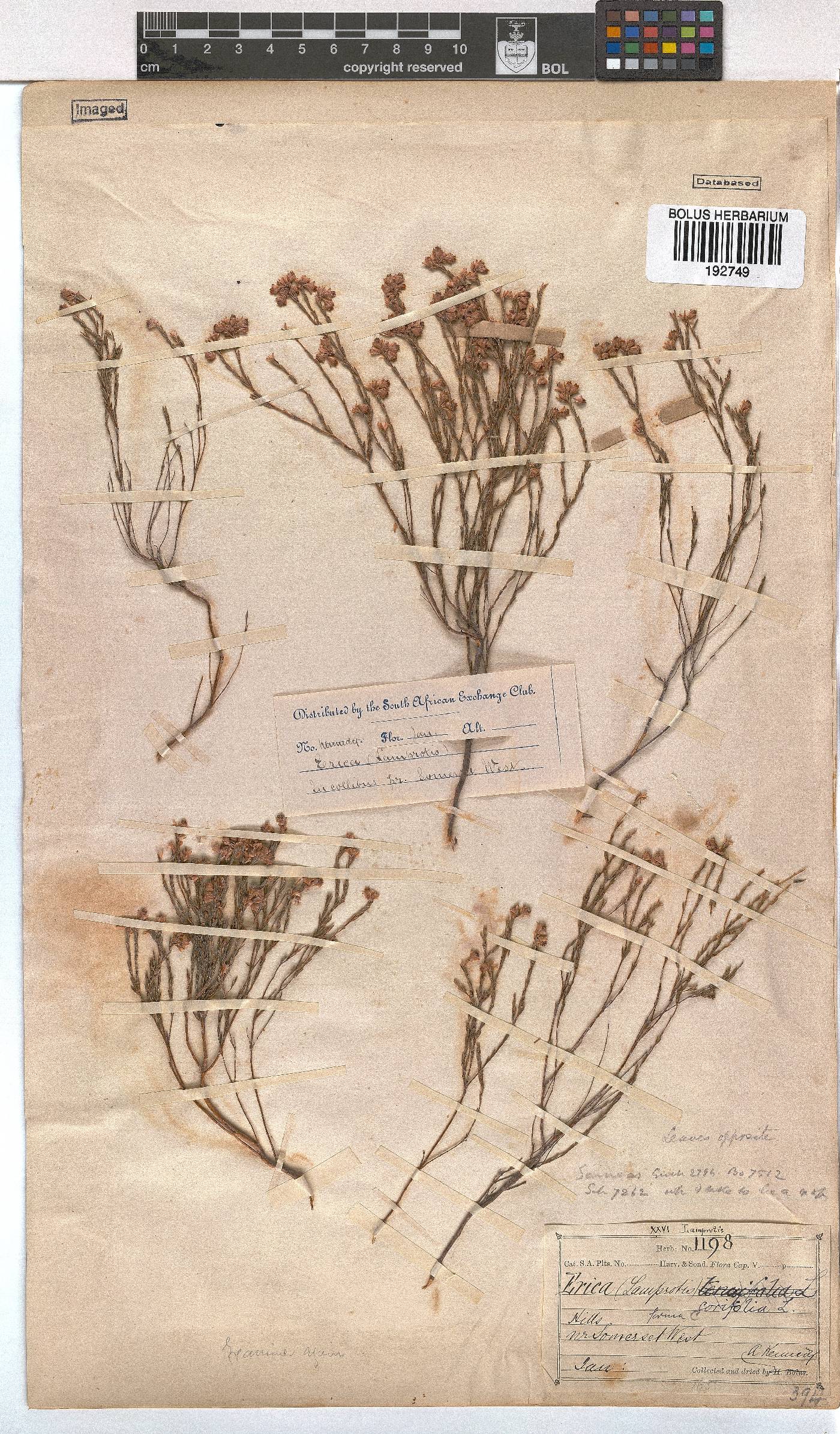 Erica corifolia image