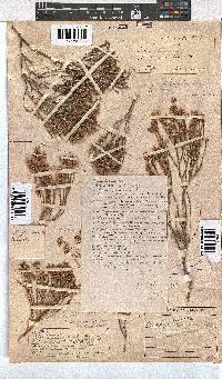 Erica corifolia image