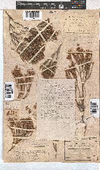 Erica corifolia image