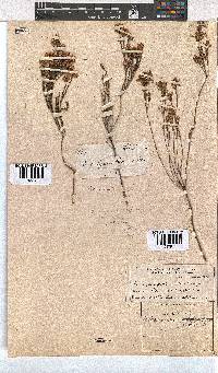 Erica corifolia image