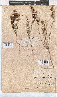 Erica corifolia image