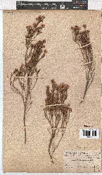 Erica corifolia image