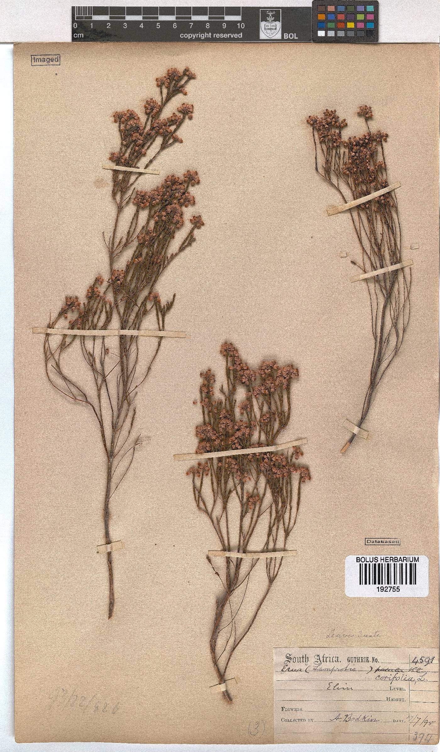 Erica corifolia image