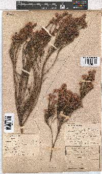 Erica corifolia image