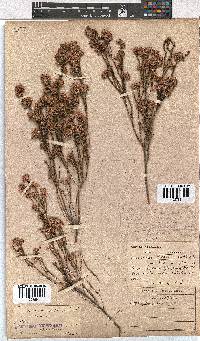 Erica corifolia image