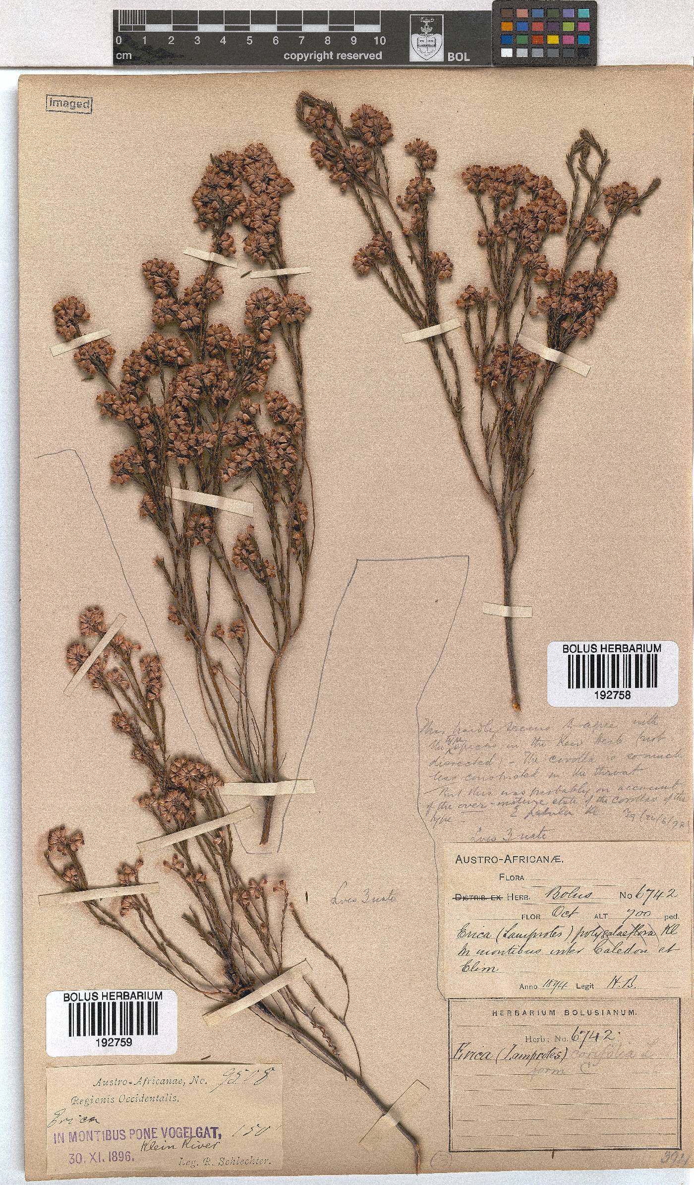 Erica corifolia image
