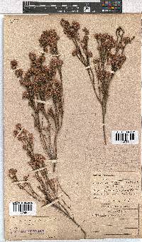 Erica corifolia image