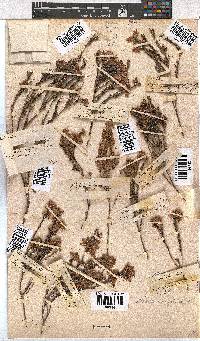 Erica corifolia image