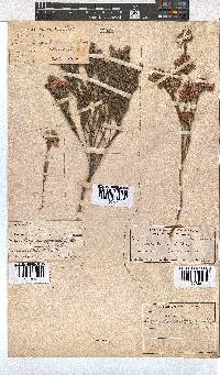 Erica corifolia image