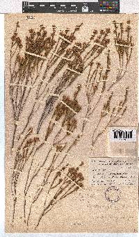 Erica rhopalantha image