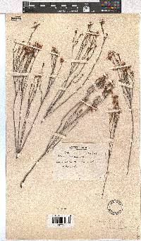 Erica rhopalantha image