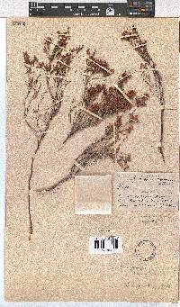 Erica rhopalantha image