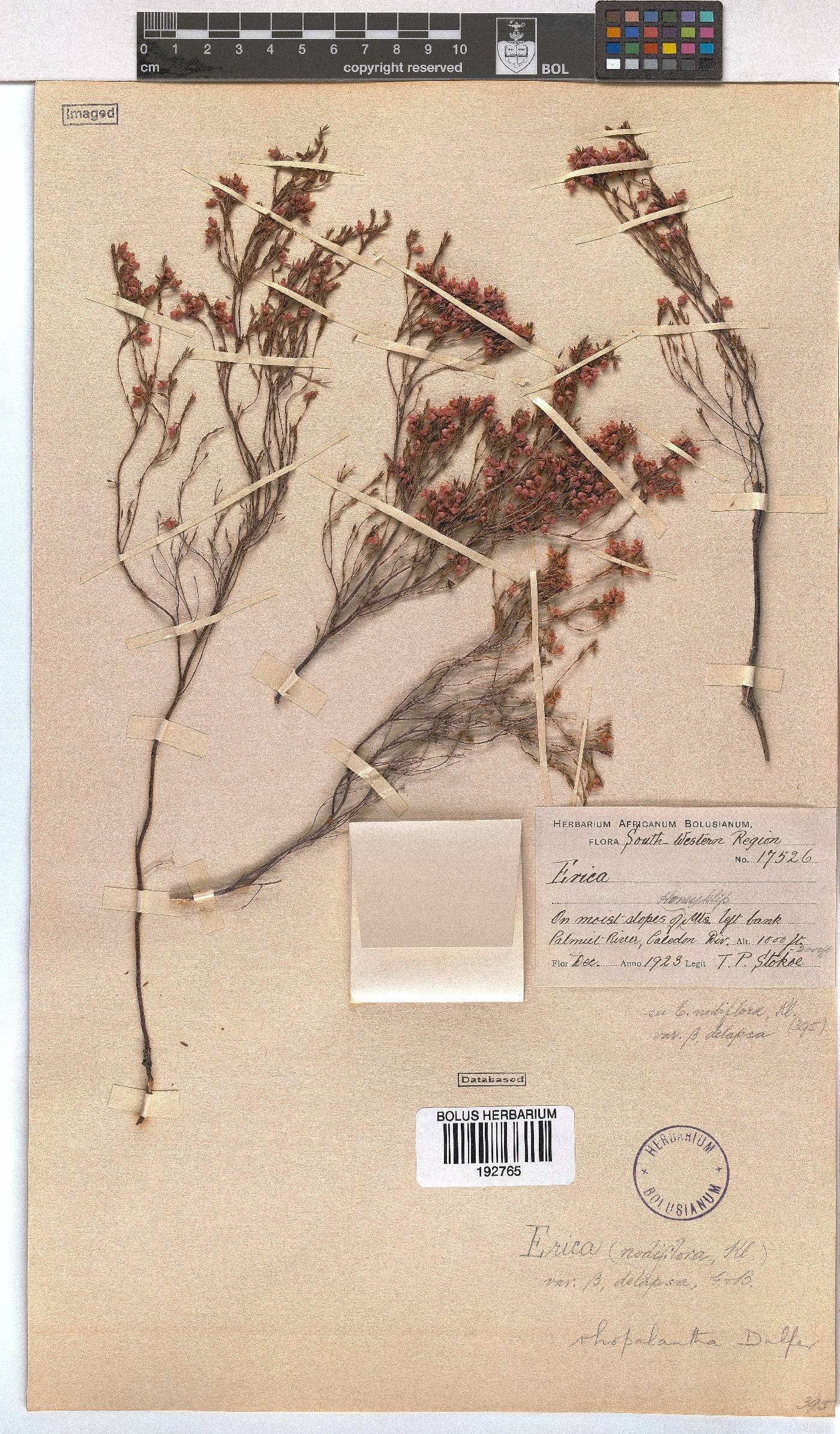 Erica rhopalantha var. delapsa image