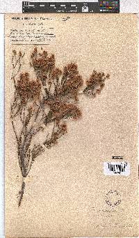 Erica rhopalantha image