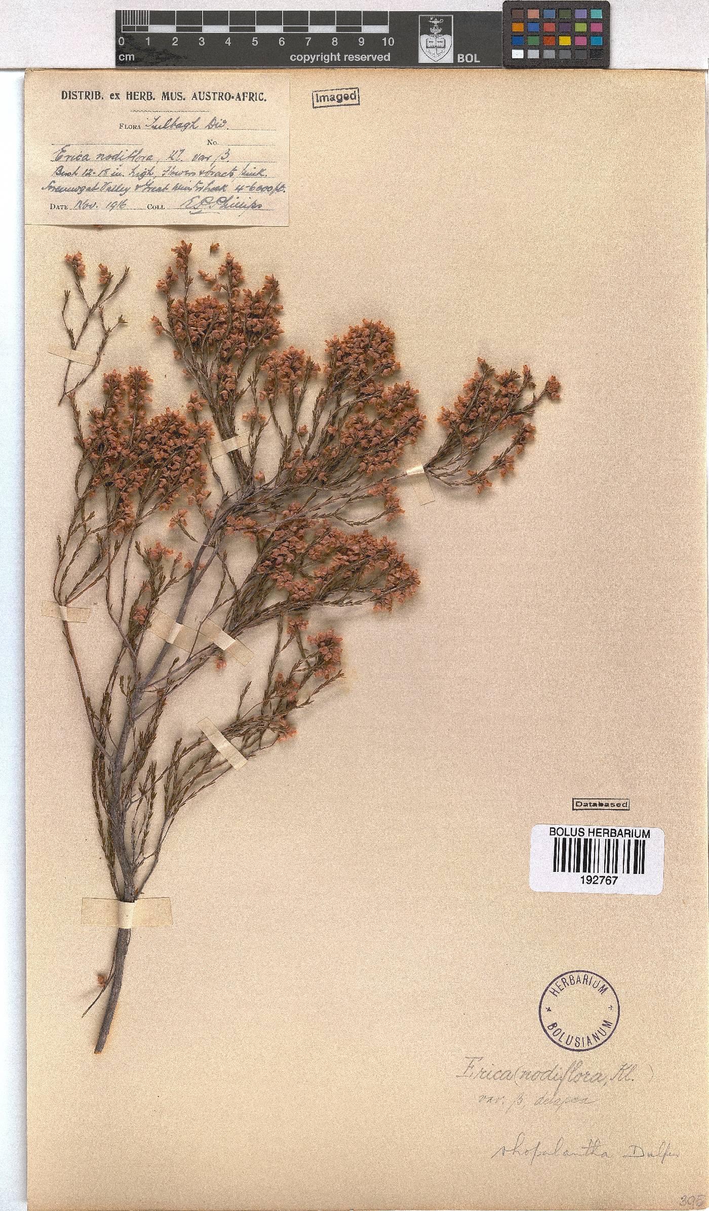 Erica rhopalantha var. delapsa image