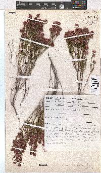 Erica rhopalantha image