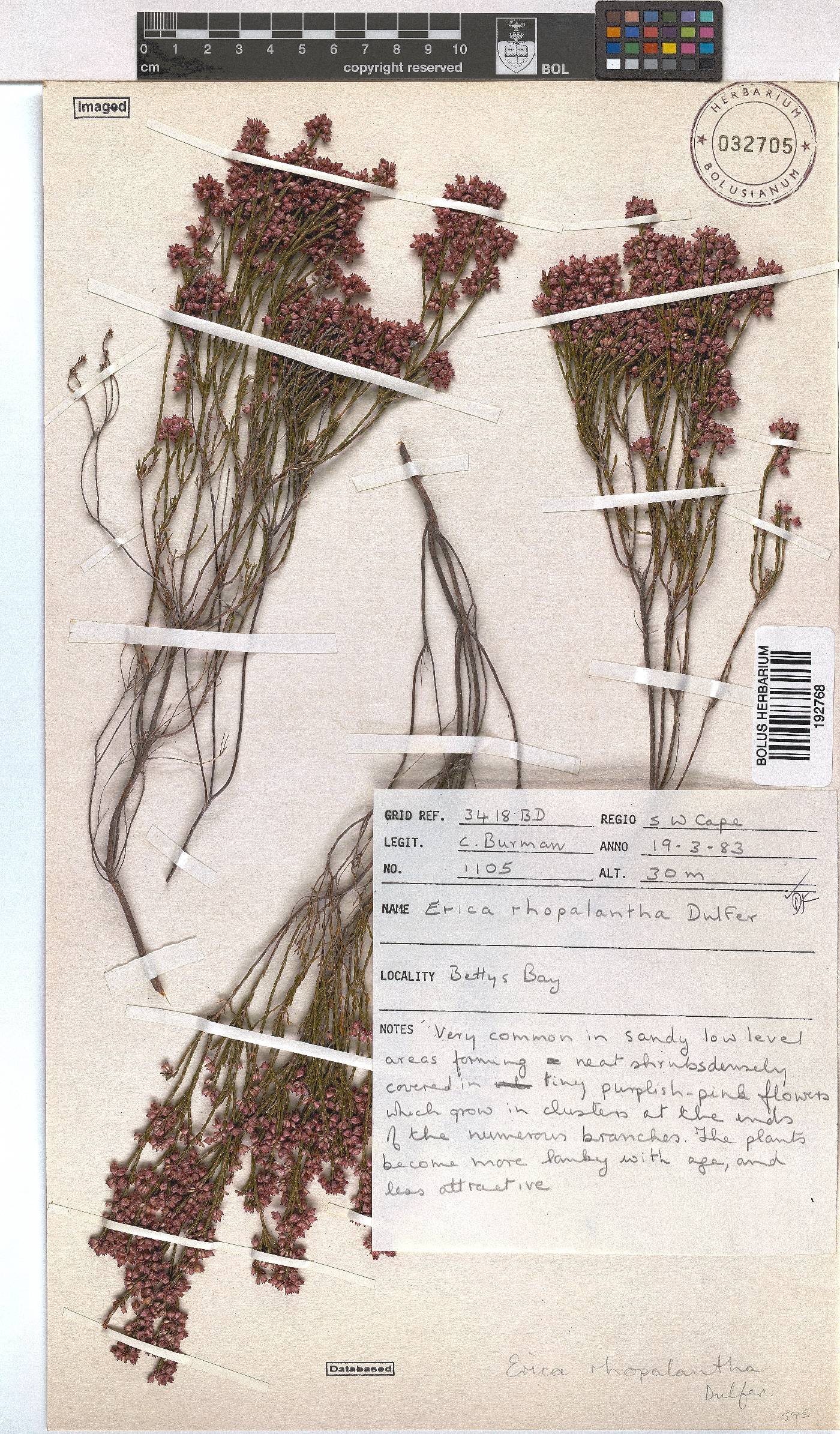 Erica rhopalantha var. delapsa image