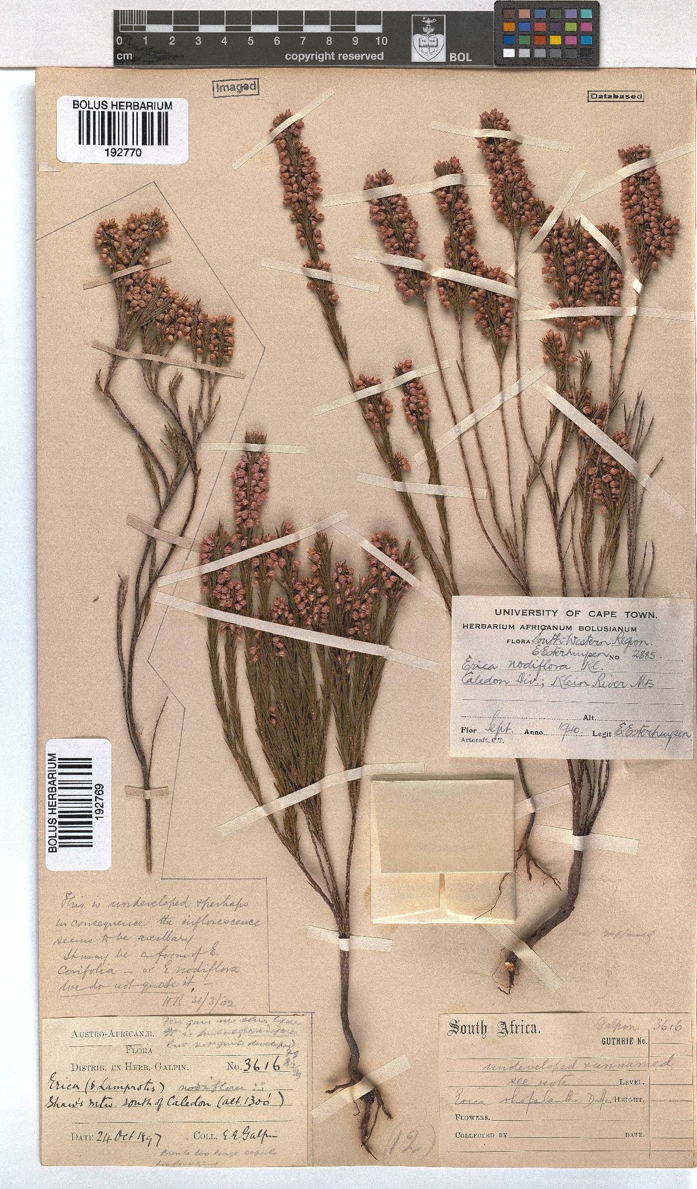 Erica rhopalantha var. delapsa image