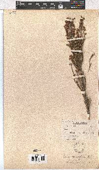 Erica rhopalantha image