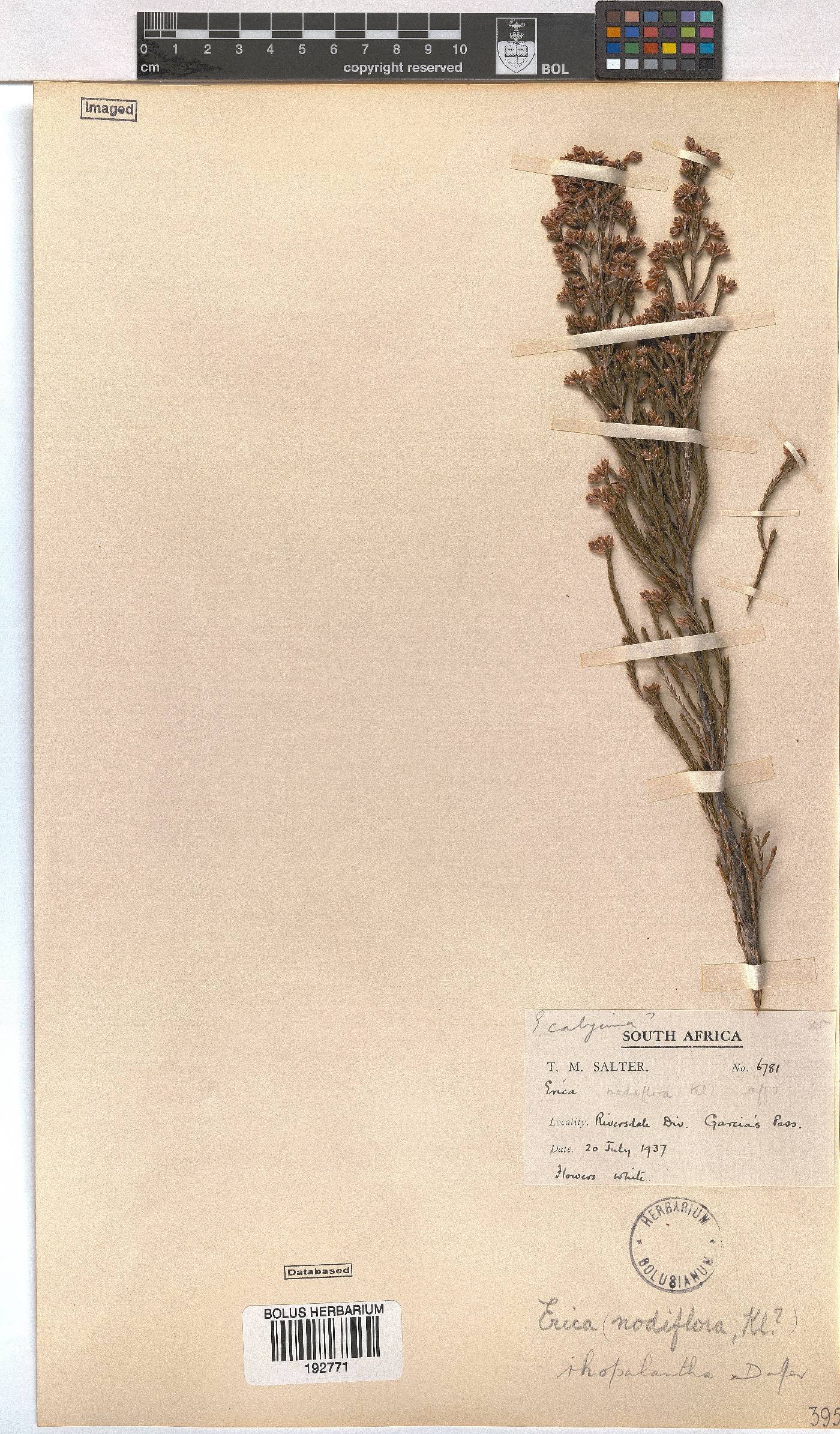 Erica rhopalantha var. delapsa image