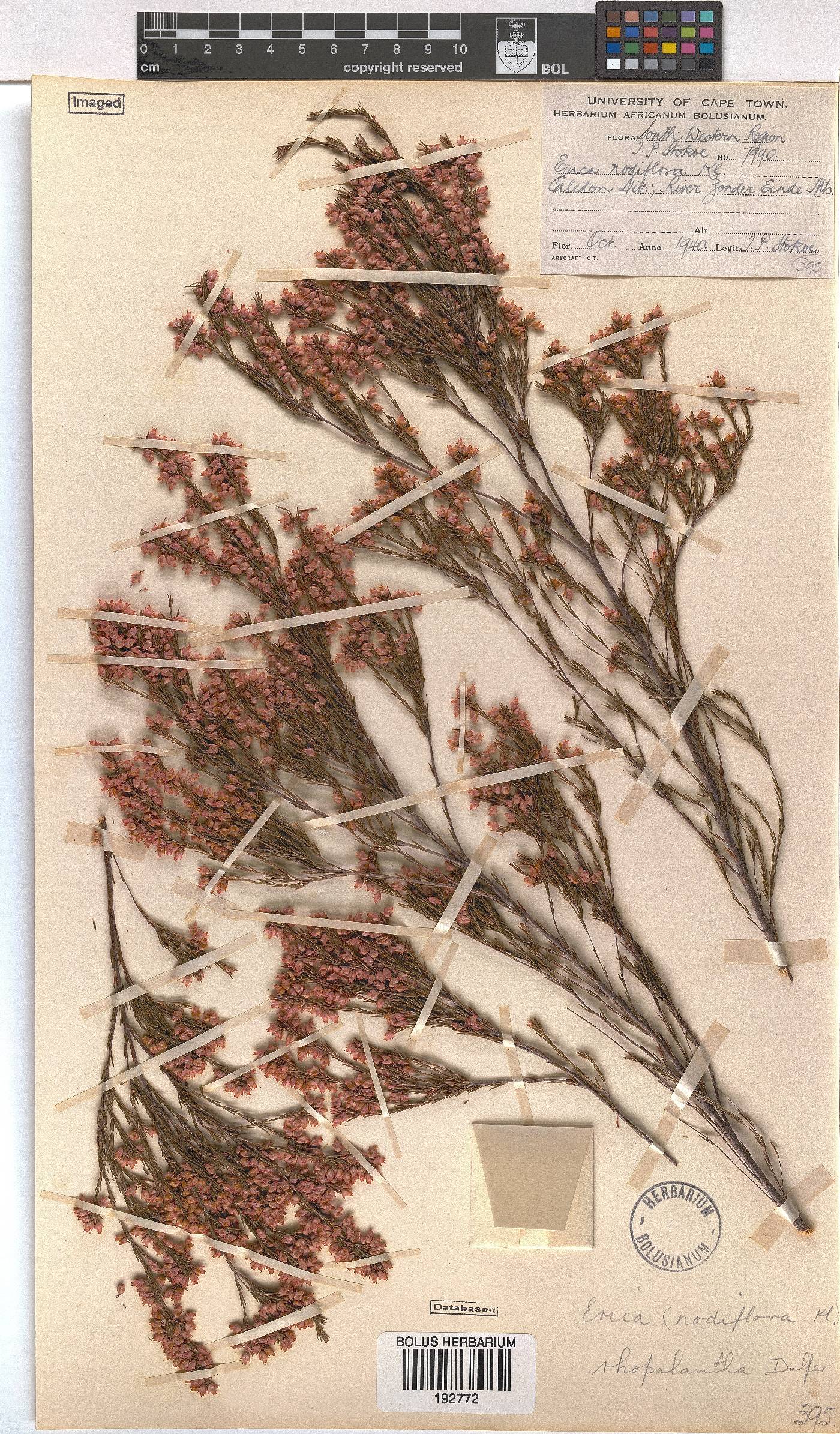 Erica rhopalantha var. delapsa image