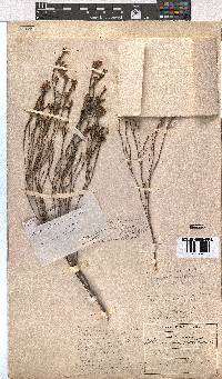 Erica rhopalantha image