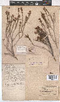 Erica rhopalantha image