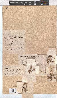 Erica rhopalantha image