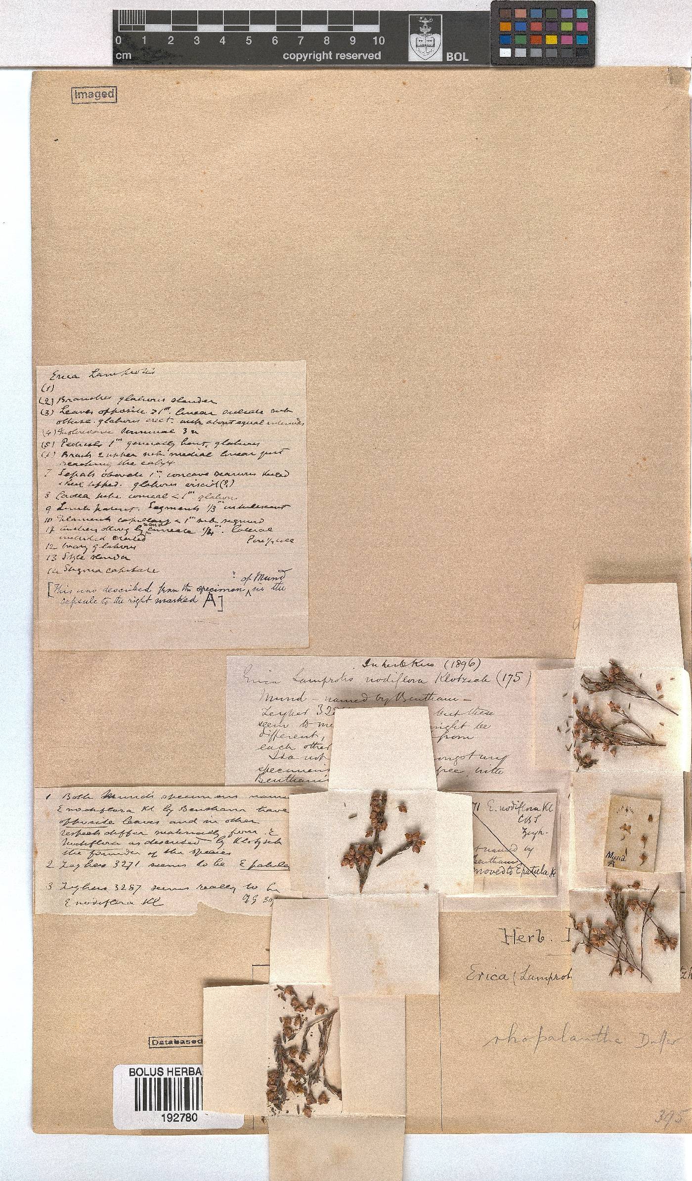 Erica rhopalantha image