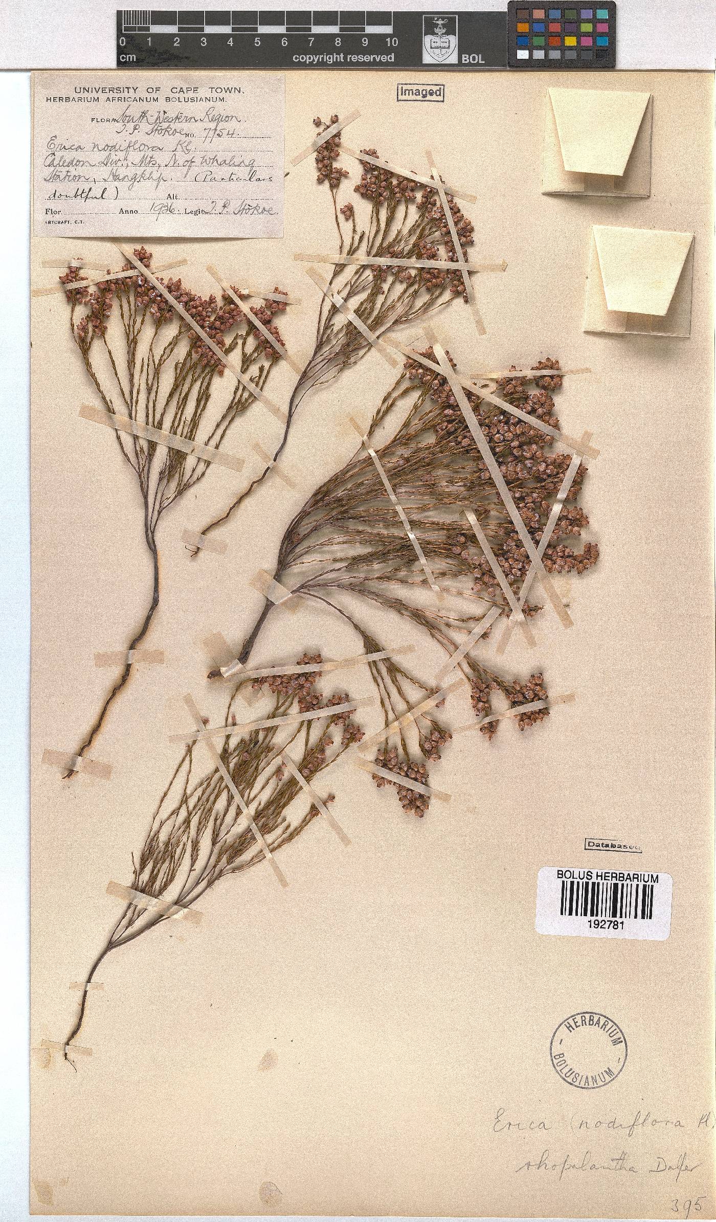 Erica rhopalantha image