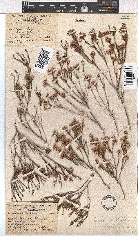 Erica rhopalantha image