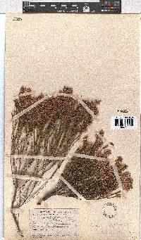 Erica rhopalantha image