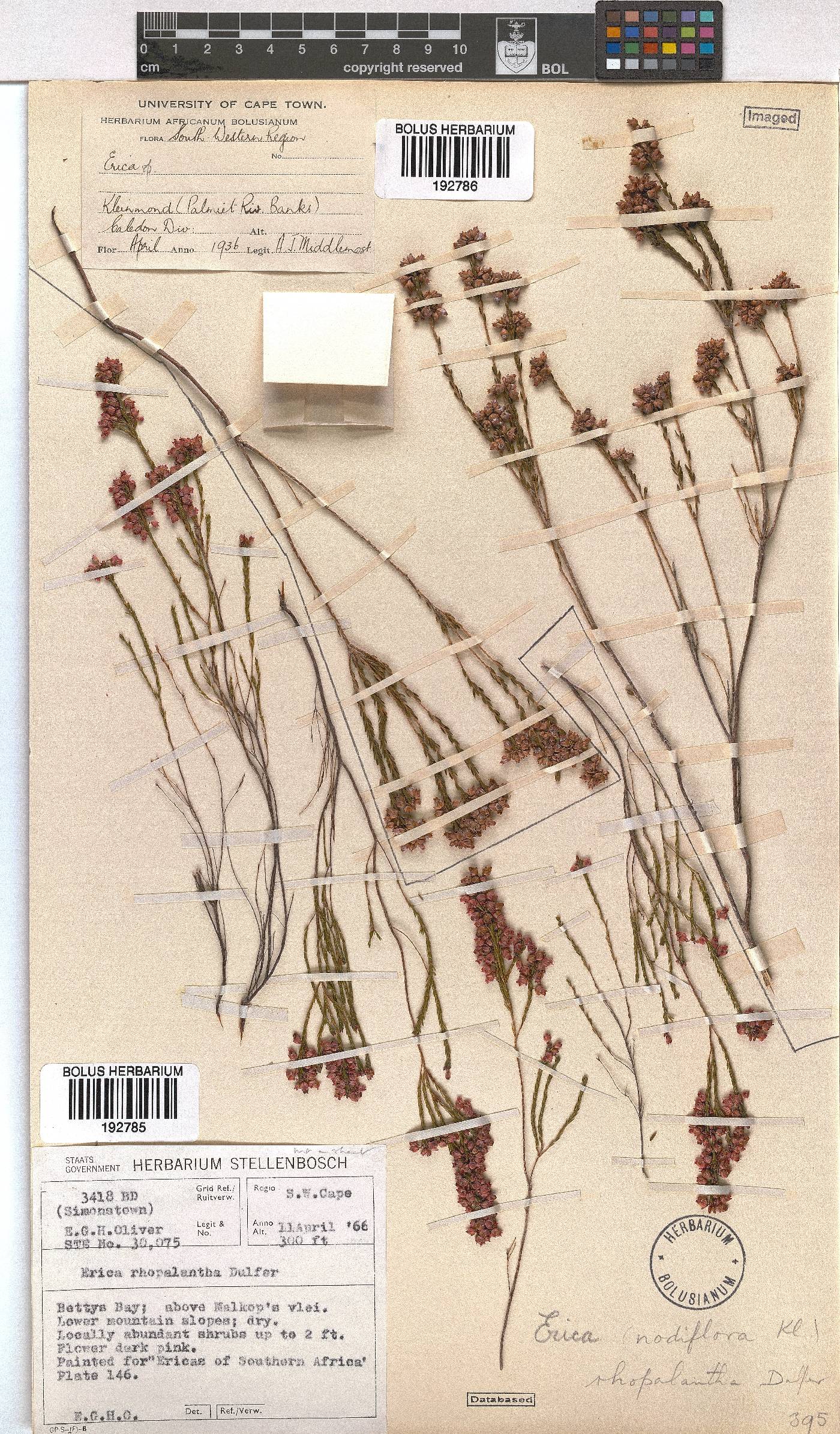 Erica rhopalantha image