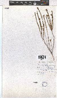 Erica rhopalantha image