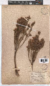 Erica palliiflora image