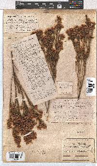 Erica palliiflora image