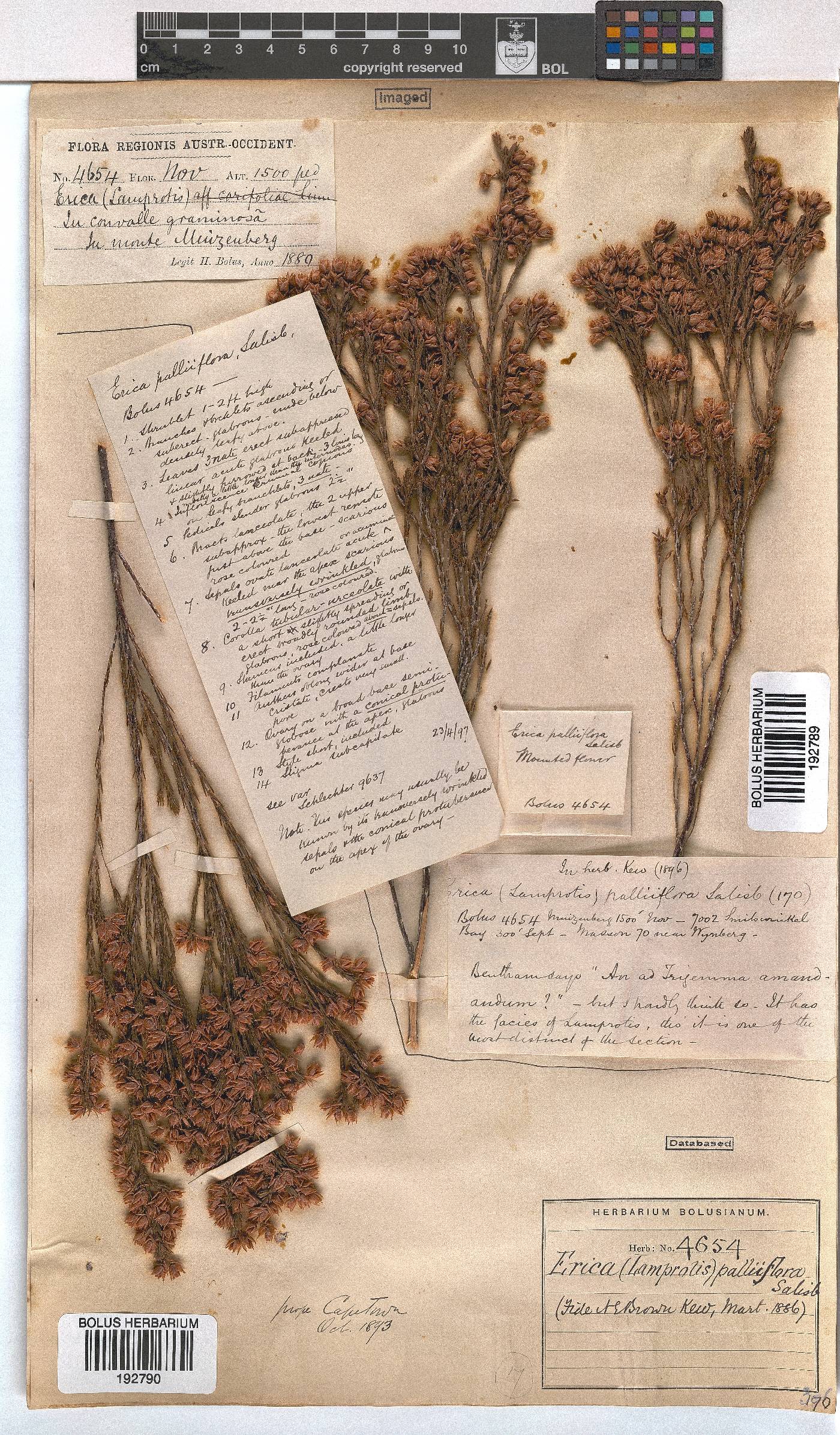 Erica palliiflora image