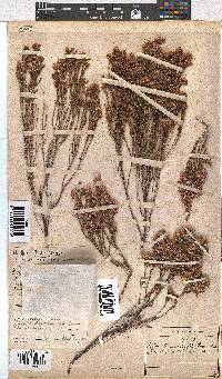 Erica palliiflora image