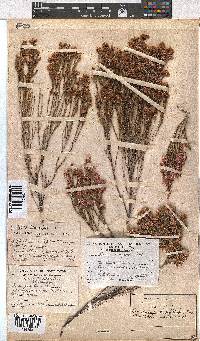 Erica palliiflora image