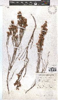 Erica palliiflora image