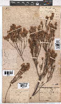 Erica palliiflora image