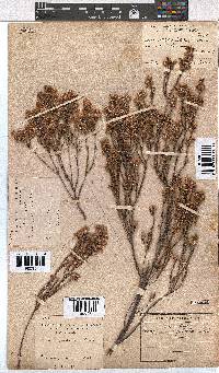 Erica palliiflora image