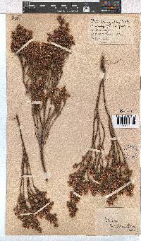 Erica palliiflora image