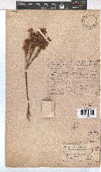 Erica palliiflora image