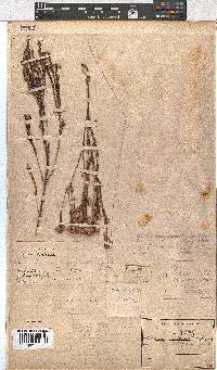 Erica palliiflora image