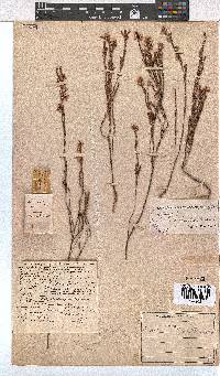 Erica palliiflora image